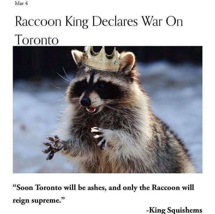 racoon king.jpg